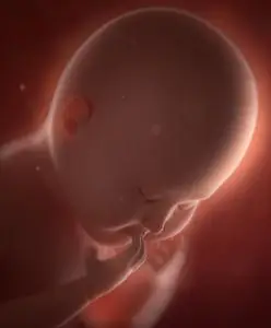 宝宝肚脐孕妇腹中的胎儿婴儿照片