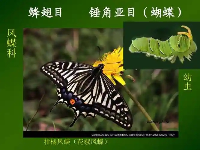 我们身边的昆虫蝴蝶