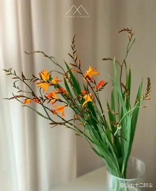 火焰兰|养护及介绍