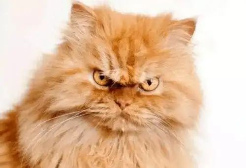 你见过猫咪生气的样子吗小猫咪生气的样子也太可爱了吧