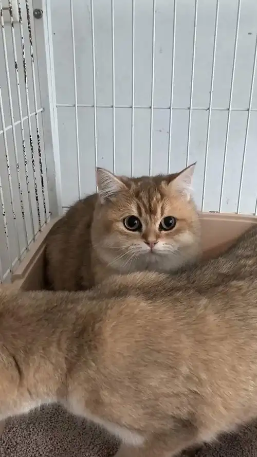 漂亮的11色金渐层