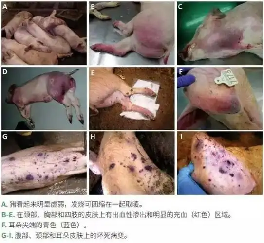 上兽研:非洲猪瘟检测与诊断技术要点(1.0版)