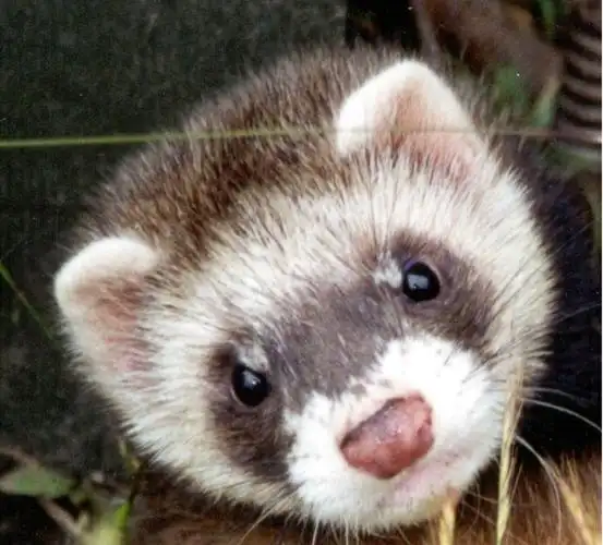 可爱动物宠物 - 热门商品专区