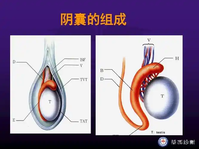 男性生殖系统检查ppt