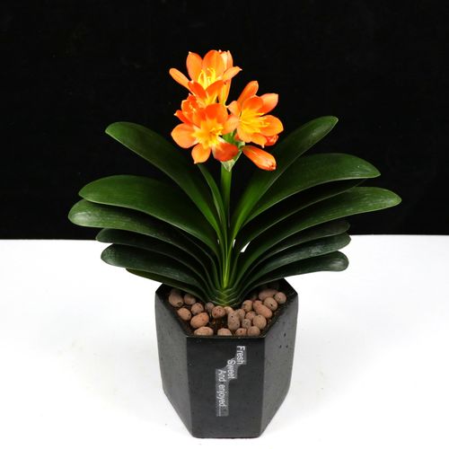 绿植君子兰精品盆栽10片叶子室内高档植物花卉绿植