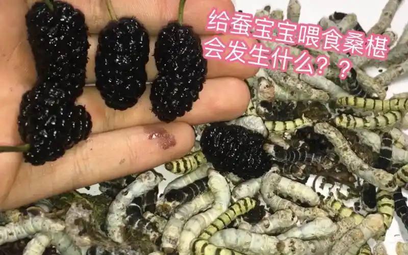 丧病up给蚕宝宝喂食桑椹 蚕竟然从内部被染成了紫色!