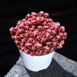 多肉植物珊瑚珠稀有品种贵货罕见精品盆栽组合大颗好养肉肉植物