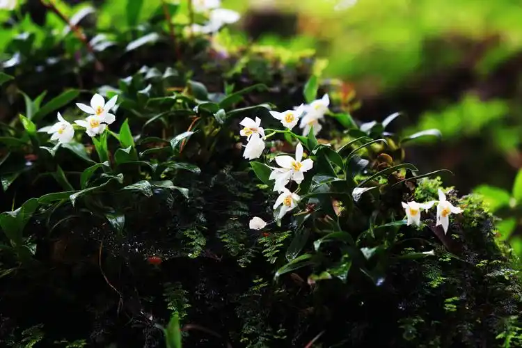 藏在北纬24度线上的野生植物"天然居室"