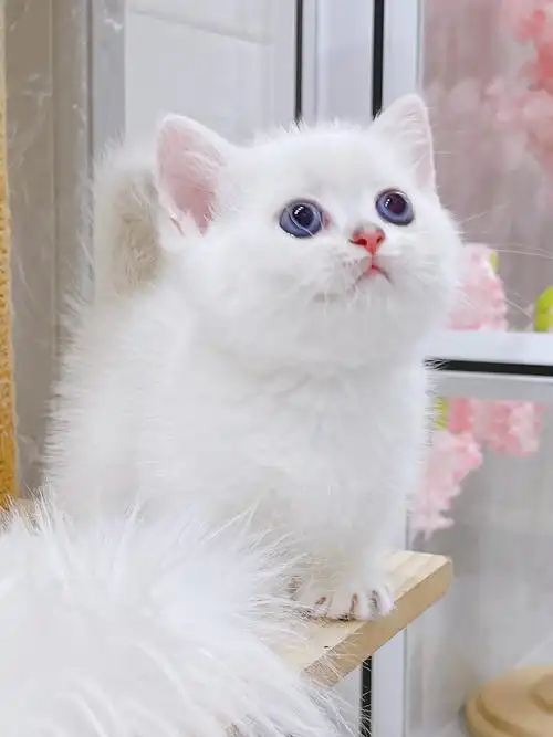 银点曼基康矮脚猫找家长