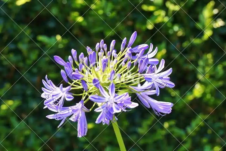 绿色植物户外花紫色春天草地百合花花坛特写