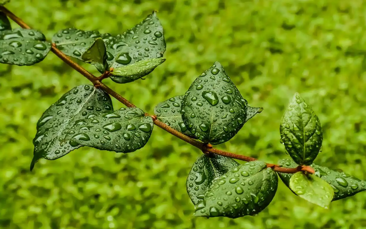 绿色护眼小清新图片桌面壁纸