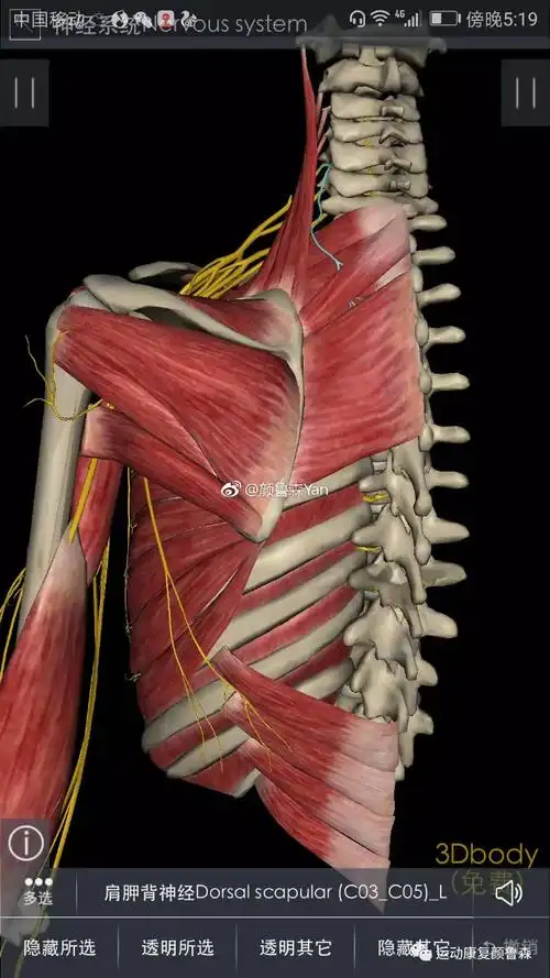 肩胛骨内侧缘疼痛
