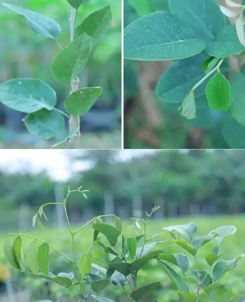 正宗檀香紫檀苗树苗老桩印度小叶紫檀盆景盆栽珍稀名贵红木苗正宗印度