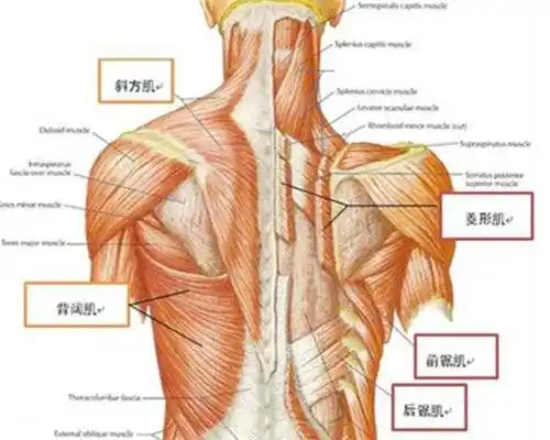 后背肌肉痛怎么办?有哪些治疗护理
