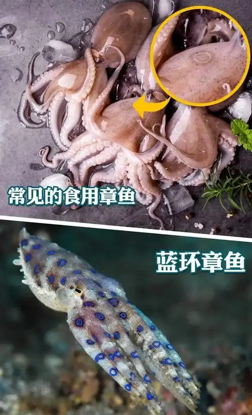 众多的国字号媒体,也纷纷下场科普关于蓝环章鱼有毒.