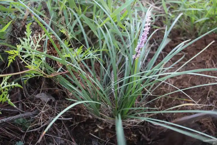湖北麦冬中药植物之麦冬