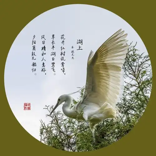 诗情画意赏白鹭