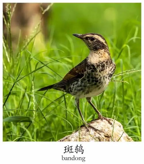 看图识鸟 近期拍摄部分鸟类,为方便鉴赏以中文拼音标注,因网络查询