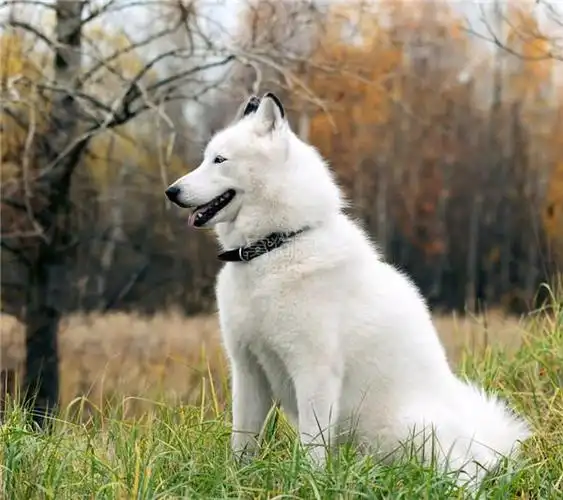 详细讨论白色阿拉斯加雪橇犬多少钱