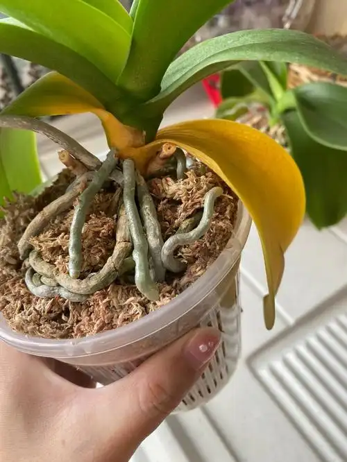 蝴蝶兰叶子突然变黄