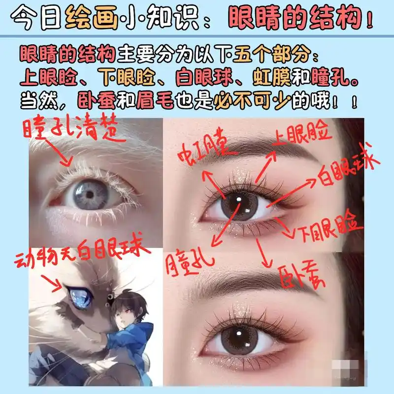今日绘画小知识,超清晰的眼睛结构讲解!
