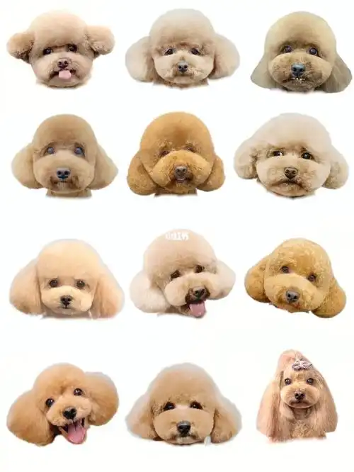 深圳宠物美容|门店造型|泰迪头萌系造型98