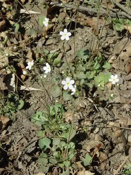 点地梅又名喉咙草,见过吗?治疗慢性咽喉痛的效果较好_应用