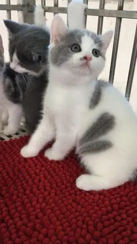 广州荔湾英短蓝白梵花