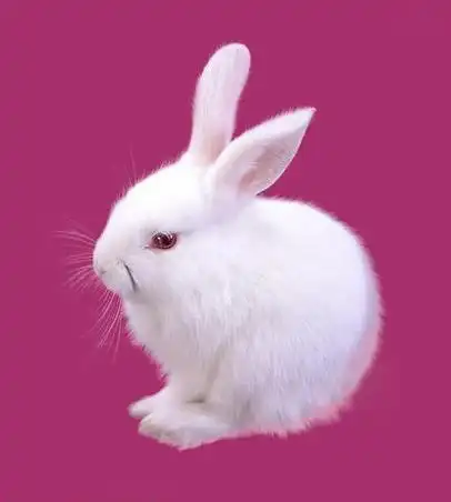 教程 ps教程 ps抠图教程 ps如何抠出毛茸茸的白兔     1,打开原图素材