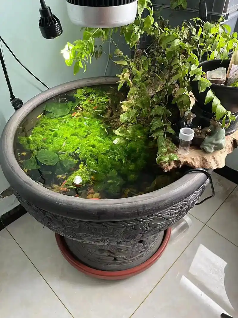 老北京鱼盆古法陶瓷虎头缸水养金鱼荷花瓦岗老式门海黑陶泥盆鱼缸