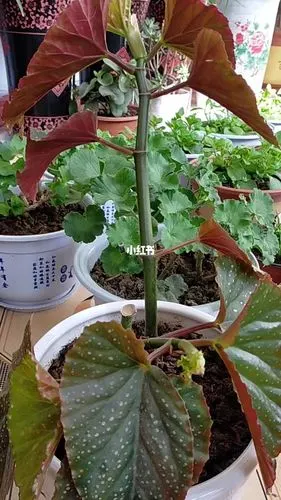 竹节海棠这样扦插繁殖