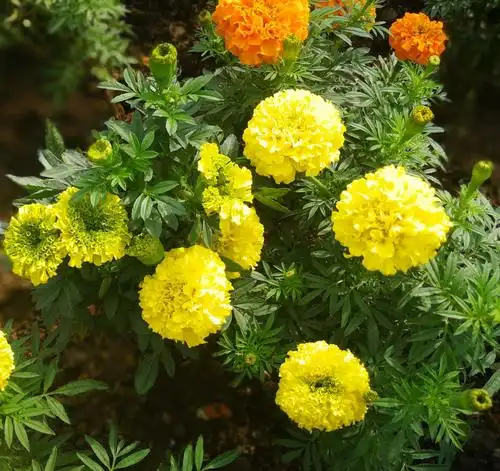 菊科一年生草本植物.