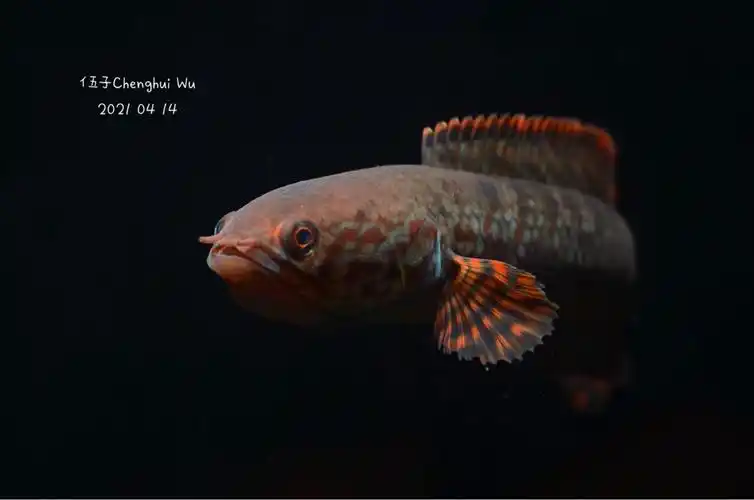 七彩雷龙鱼