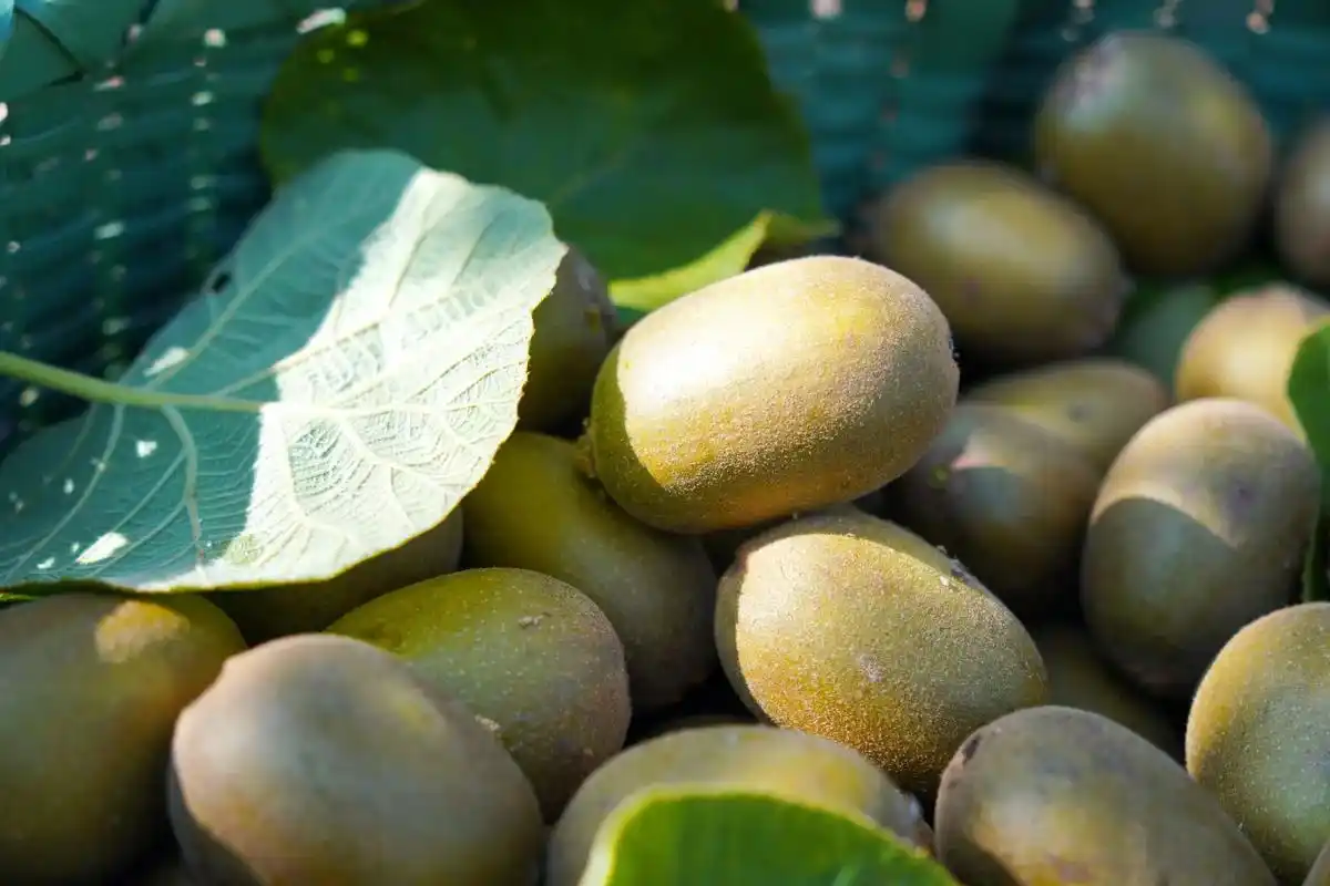 桐柏摄影交流群  人生就像猕猴桃 酸里带甜 需要经历一番  - 抖音