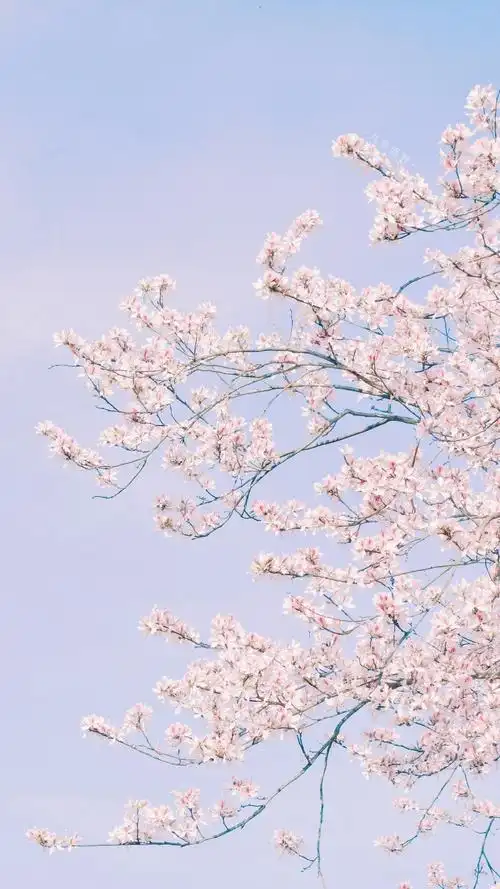 花花壁纸背景图