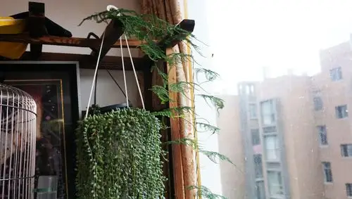 多加土,利于文竹根系的生长,这样它的叶片才会长得旺盛,爬藤快,而且多