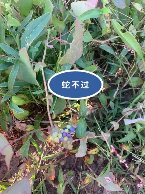 9797蛇不过(杠板归):杠板归在很多地方也被称之为"蛇不过",有这种