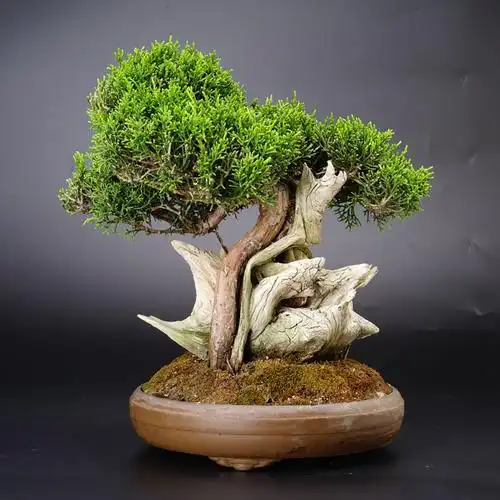 怡景园 日本小品附木真柏 松柏盆景 盆栽日本进口原土原盆