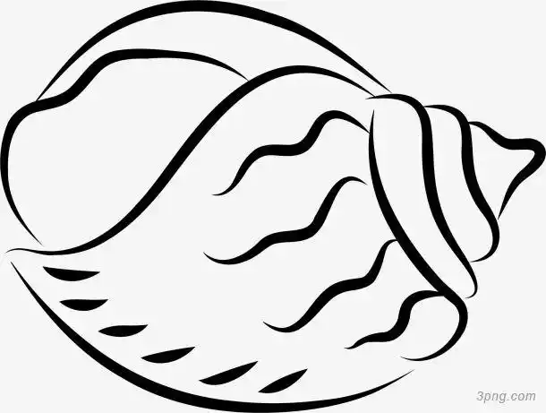 线描海螺png素材透明免抠图片卡通手绘
