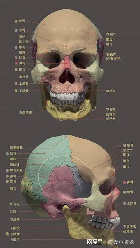 中国发现新种古人类将改变人类进化史|化石|人头骨|智人_网易订阅