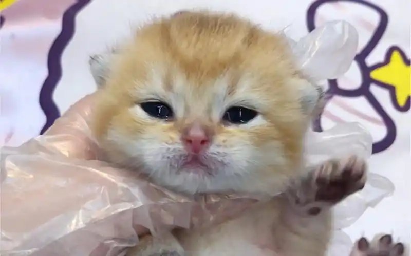 【天赋异禀】刚出生12天金渐层ny25开始走路