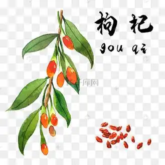 手绘彩色中药枸杞装饰画