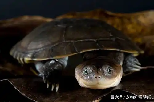 沼泽侧颈龟好看的壁纸:背甲棕色!