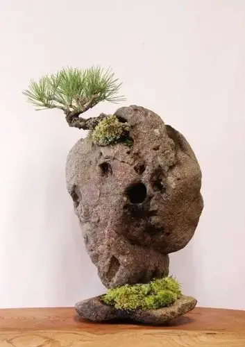 捡块石头做盆景,美哉,妙哉!