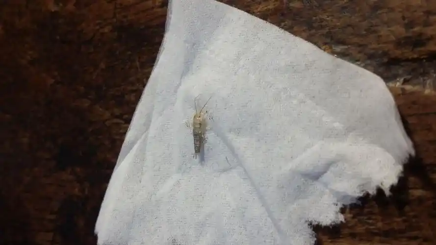 家里出现这种虫子是什么虫子啊?是否因为潮湿原因呢?