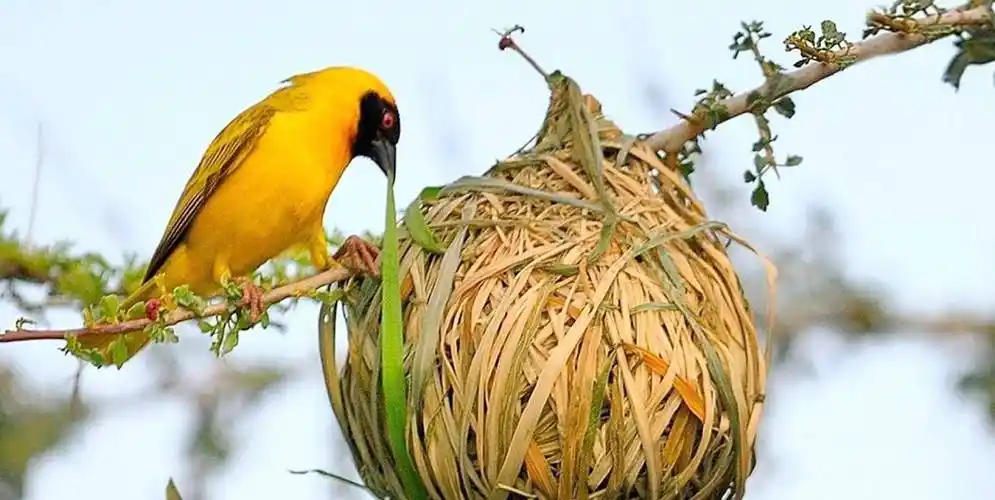 动物界中最神奇的5个鸟巢!你见过哪一种?_巢穴_是一种_又名