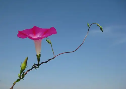 高清大图牵牛花
