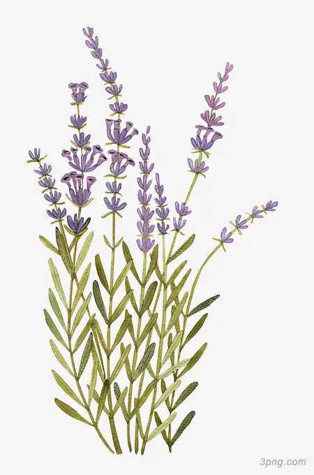 手绘薰衣草png素材透明免抠图片-卡通手绘