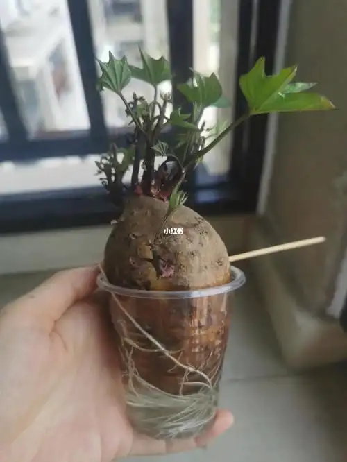 水培红薯