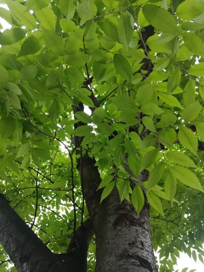 喜欢树,很多却不认识,逛了逛中医院,看到一棵榉树,这棵树有名牌,写"